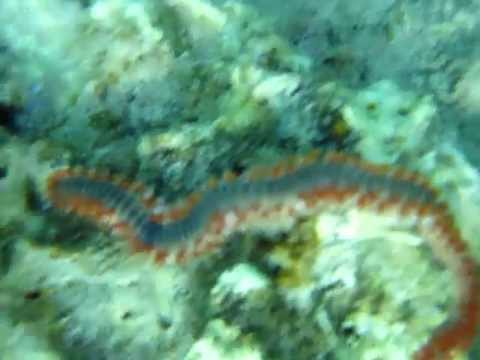 Analisi su disponibilità di helminths Quando è migliore per prendere unanalisi del sangue su parassiti