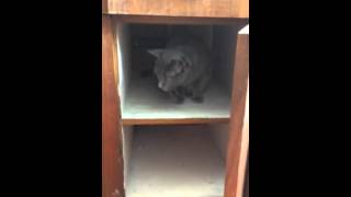 Cat in the cupboard