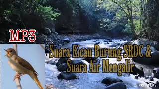 Download lagu Terapi Air Suara kicauan Burung Sikatan Rimba Dada coklat untuk SRDC Bali Macet mp3