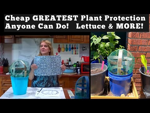 , title : 'EASY DIY COVER How To Grow & Protect Lettuce & Vegetables, Container Gardening, Buckets, Flower Pots'