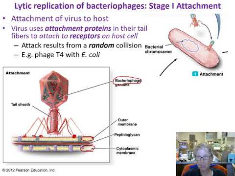 Ch 13 Viruses III Replication Prokaryotic  Su 20