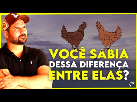 LEARN how to differentiate Embrapa 051 from Rhode Island Red