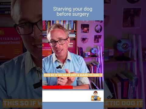 Fasting Guidelines for Dogs Pre-Surgery: Essential Tips