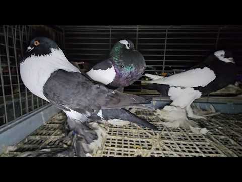 TARG gołębie pigeons JEDLIŃSK Andrzej W. 15.02.2026 cz.1/4💥Gołębie jasne i wyszwance Andrzeja Radom💥