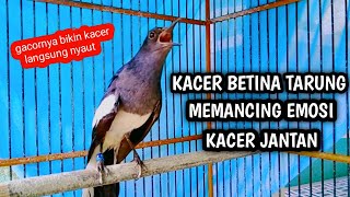 Download lagu KACER BETINA TARUNG MEMANCING EMOSI KACER JANTAN !! PANCINGAN KACER GACOR PASTI NYAUT AMPUH. mp3 Download lagu KACER BETINA TARUNG MEMANCING EMOSI KACER JANTAN !! PANCINGAN KACER GACOR PASTI NYAUT AMPUH. mp3