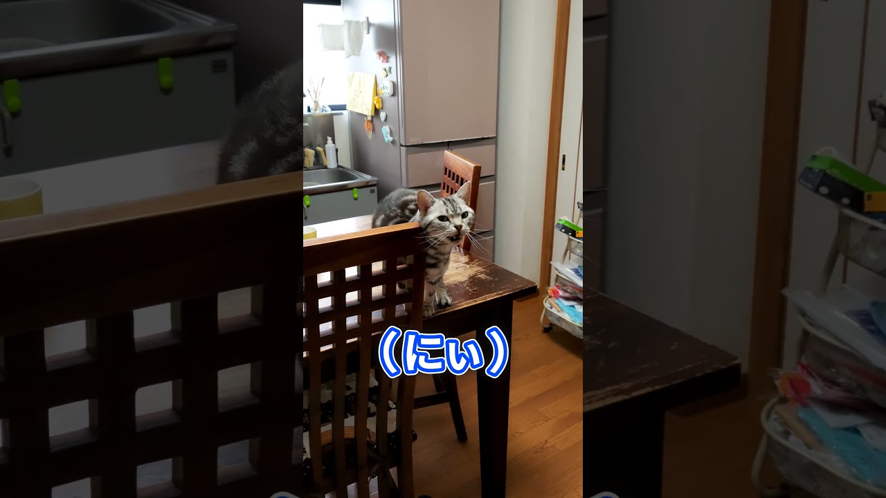 猫が数字を数えました