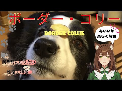 スコットランド