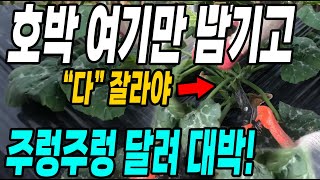 호박 여기만 남기고 다 잘라야 호박이 주렁주렁 달려 대박! 여기를 남겨야 호박이 엄청 달립니다