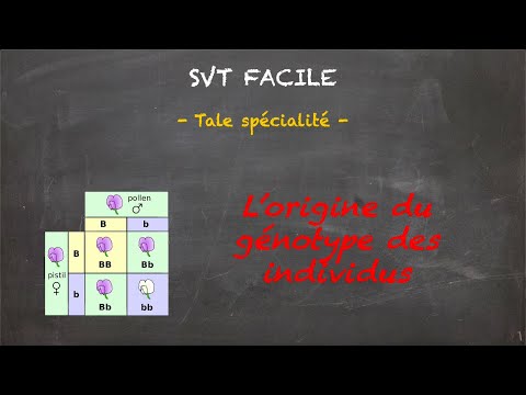 SVT FACILE - Tale spé. - L'origine du génotype des individus