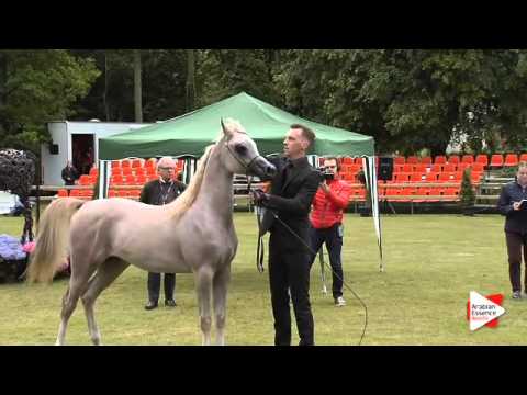 N.16 ASTERIX JFD - Bruges 2015 National - Yearling Colts (Class 2)