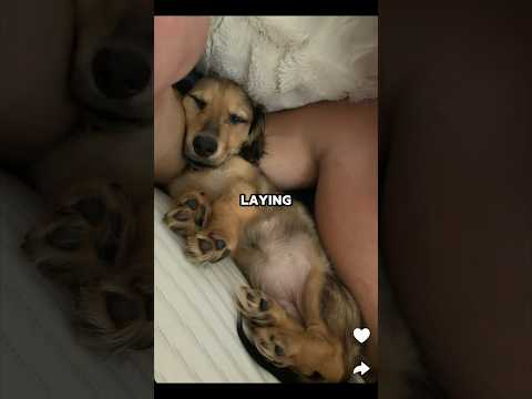 Togi cuddles with his dog 🥹❤️ #togi #real #relatable #wholesome #dog #funny