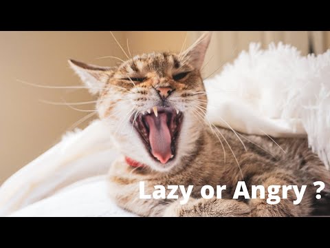 Why are cats always angry , lazy and sad ?