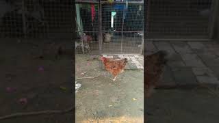 Download lagu ziyan hen farm mp3