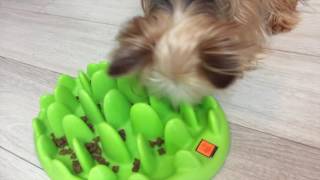 [스노우핑거] 썰이의 마음_반려견의 마음을 이해할수 있는 음악