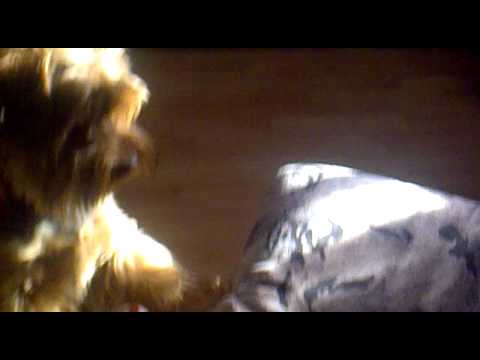 Megyna vs sliepka.mp4