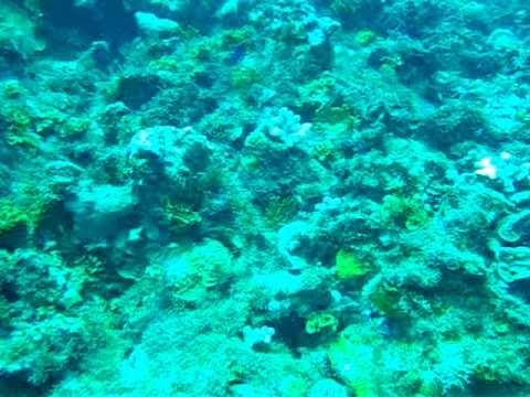 my first dive to desecheo rock, puerto rico