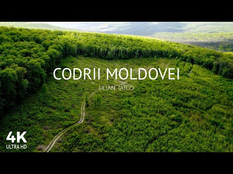 Codrii Moldovei | 4k video | Nature | Relax