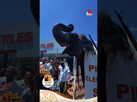 ඔවුන්ටත් ඕනේ නිදහස් සාමකාමී ලෝකයක් 🕊️🫶 #shorts