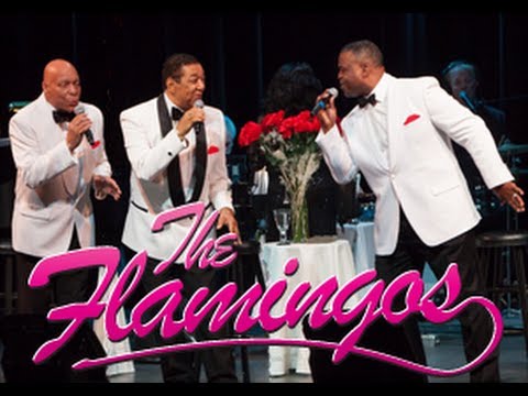 Begin The Beguine - The Flamingos (2013 version)