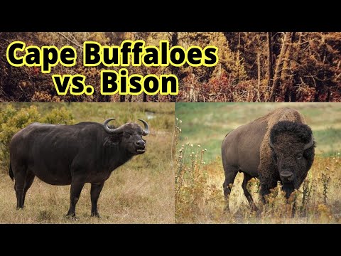 Cape Buffaloes vs. Bison: How to Distinguish Them???