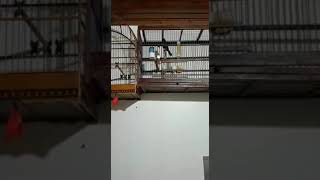 PAI DA MÃE  DA NOSSA LABAZALLA 