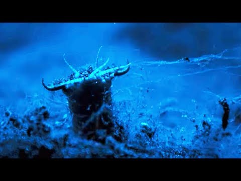 Ver carnivore géant : le film d'horreur - ZAPPING SAUVAGE