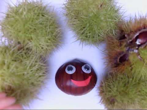 La castagna dispettosa