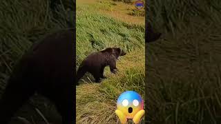 Capture Legendary Sigma Bear Looking…🐻👀#shorts #bear #sigma #shortsfeed #reels #tiktok #legendary