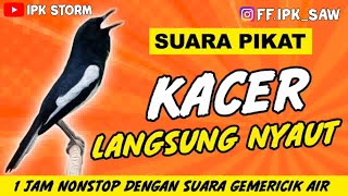 Download lagu Suara Burung Kacer Orijinal Plus Suara Air Mantap mp3