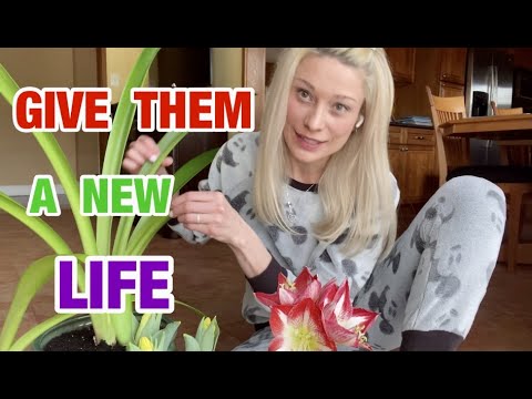 DAVID'S FIRST DAY ! MY GORGEOUS AMARYLLIS ! CRAB CAKES FOR  LUNCH !