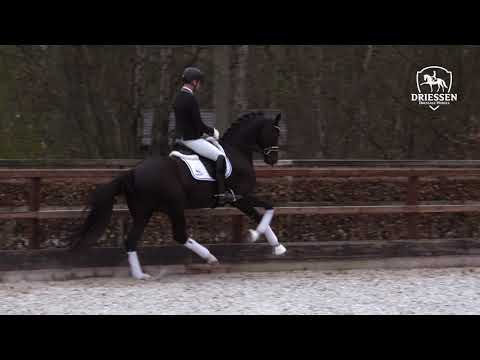Kilian (Sir Donnerhall I x De Niro)
