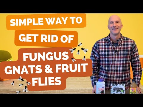 BEST Way to Get Rid of Fungus Gnats and Fruit Flies (Easy way to get rid of both)