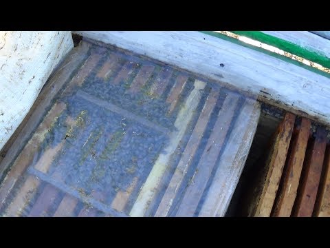 Движение зимнего клуба на Юге, пасека