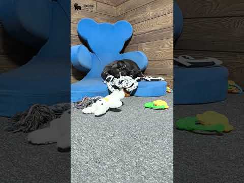 Video 4