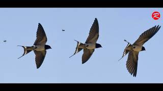 Download lagu Suara Burung Wallet Naga Merah durasi panjang!! mp3