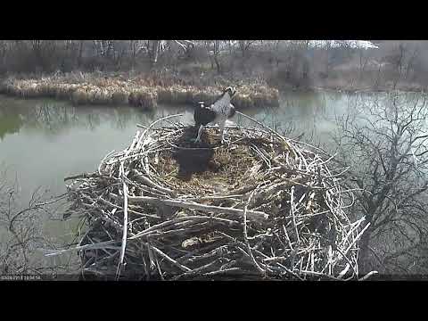 2018 03 24  NRF-18-4 not receptive to mating - Boulder County Osprey Cam