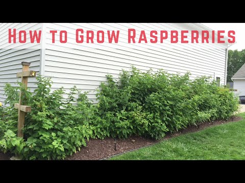 How to Start Growing Raspberries [Compilation]