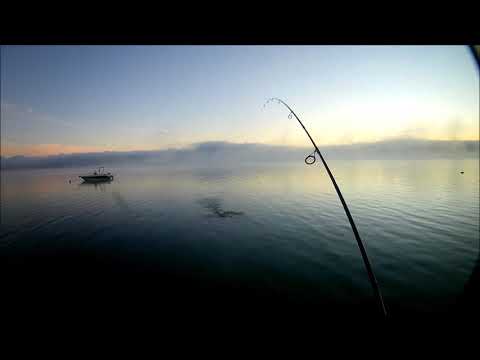 Topwater fishing for perch