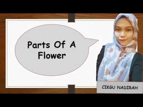 Science : Parts Of a flower (preschool)