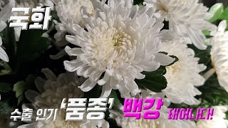 우리나라 국화  '백강'을 소개합니다~^^ 