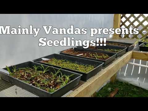 Mainly Vanda Seedlings!  Update on some of our latest seedlings!