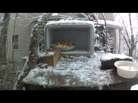 Squirrel 🐿️ epic fail !! Slides right off table