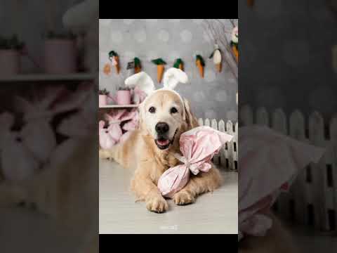 ensaio pascoa santo chico fotografia pet campinas golden srd vira lata tematico ovo de pascoa