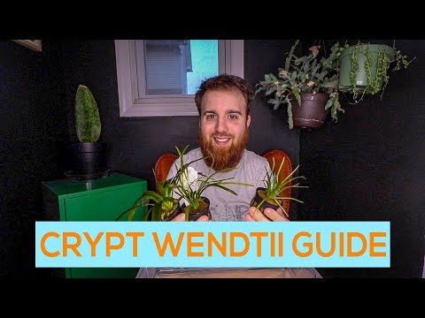 CRYPTOCORYNE WENDTII, GREEN, BROWN, RED- EASY AQUARIUM PLANT GUIDE