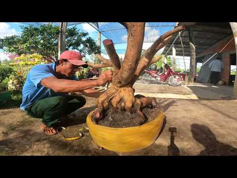 bán phôi mai bonsai lh:0373.341.179 đăng bến tre