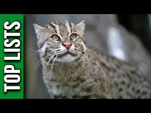 10 Unusual Cat Species