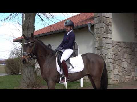 DOSENTO 4j. dunkelbrauner Wallach v. Doodle Jump - Vivaldi