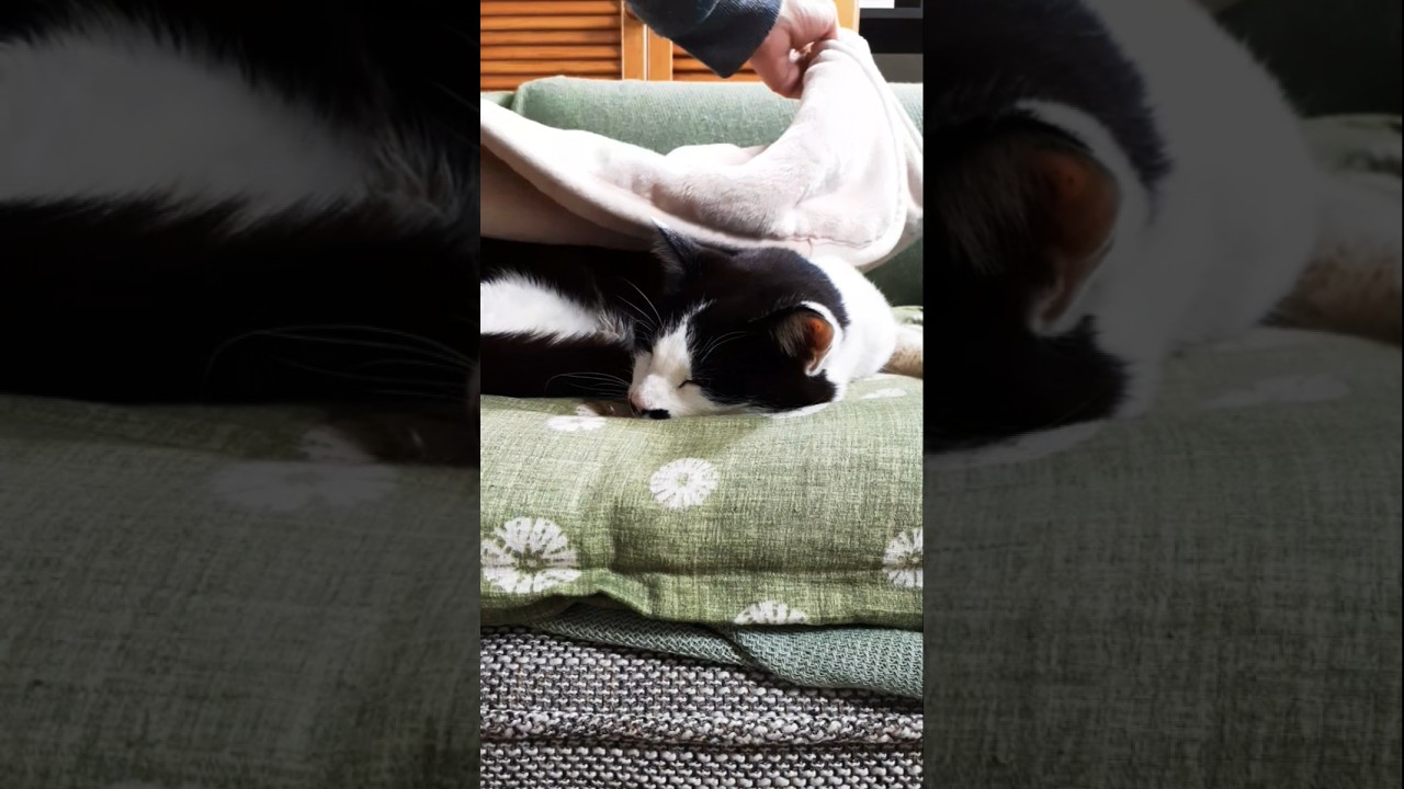 寒そうに寝てるじぃじ猫にブランケットかける#shorts