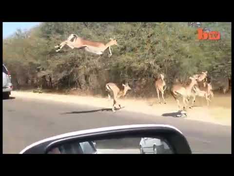 Приколы про работу: Смешная озвучка животных