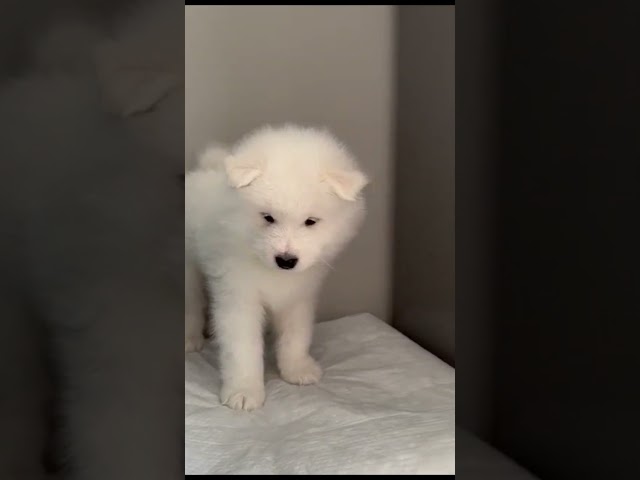 Samoyedo cachorro en venta